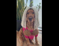 Dog dresses up as Ula from 50 first dates