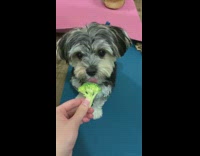 Girl feed broccoli to small hairy dog
