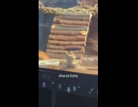 Pet lizard eats green and stuck on top of its head