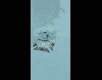 Collab BitchMP - Black frogs in pool floating