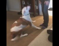 Brown white dog gets excited saturday 