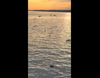 Rat grabbing piece of food at Caesars bay