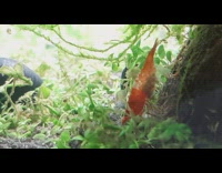 Shrimp with eggs in tank aquarium plants