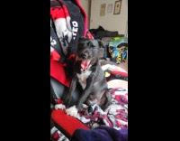 Dog sit on gaming chair wants attention