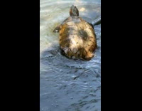 Turtle swim on the lake water