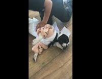 Dog hates being a cowboy 
