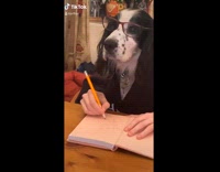 Collab BitchMP - Black dog playing cards and writing in notebook