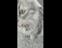 Small grey kitten outside on a leash at the mall watching people walk
