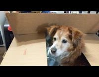 Dog inside box with bubble wrap