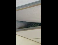 People found pineapple hidden on toilet ceiling