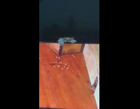 Orange cat slap mice on tv screen