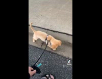 Dog walking through driveway drain water 