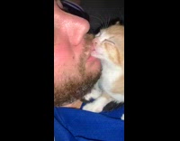 Cat sucking on guys lip sleep