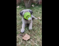 Pug puppy bites green birdie shuttlecock grass