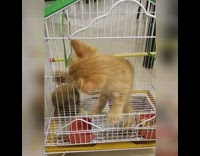 Orange kitten tries to get out of rabbit cage