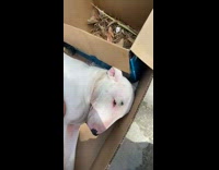 Collab BitchMP - White dog laying in cardboard box guy wants to save it