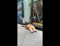 Big teddy bear found sleeping on sidewalk 