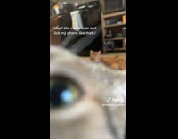 Cat licks owners phone recording video 