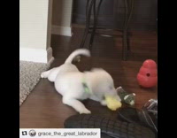 Puppy dog neon green collar yellow toy 