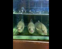 Three fish stay still and stares outside from the aquarium