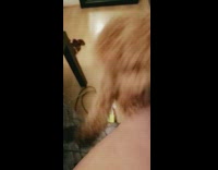 Fluffy dog wants attention taps leg