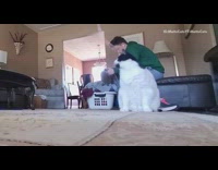 Black white cat plays with pink string 