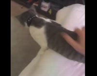 Tweaker cat compilation doing different weird crazy things