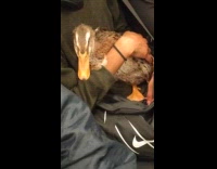 Duck held by man inside the train