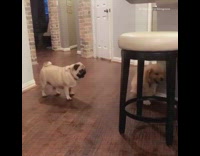 Golden retriever puppy pug play drink water