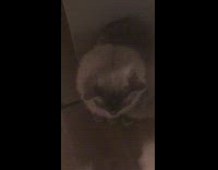 Shy Cat on Corner gets Petted by Man