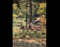 Collab WINY - Hawk stands on branch attacked by squirrel