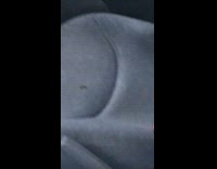 Bird inside of guys car on steering wheel and seat