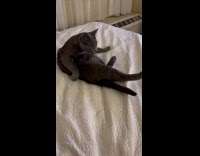 Cat kicks its face with both feet