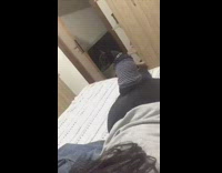 Small black dog gets up butt fart 