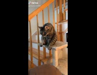 Compilation of cat lifting back legs up and wiggling it 