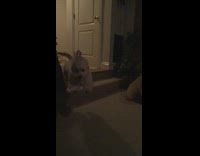 white dog runs into room down two small steps 