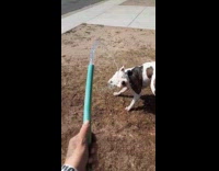 Dog catches water from hose at backyard