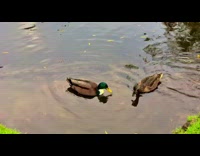 Ducks diving their heads in water