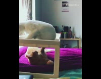 White cat plays with orange cat tray