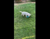 White dog plays bites blue croc shoe 