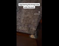 Woman hear noise under couch show cat