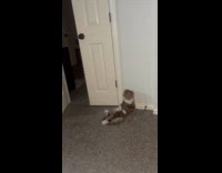 Cat sitting on floor like a hooman