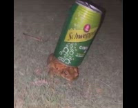 Collab BitchMP - Ginger ale can on toad frog