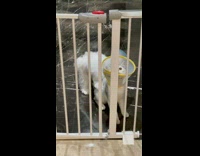 White dog and cat plastic funnel gate