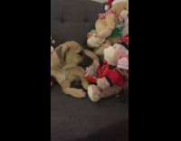 Brown puppy watches singing and dancing pt. 2 
