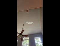 Cat meows at hooman looking down from 2nd floor 