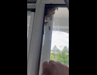 Filmer knock on window with wasp nest