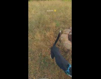 Dog with zoomies circling around hooman