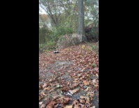 Large skunk seen roams around the park