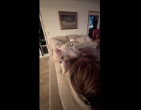 Kitten plays with owner at the couch
